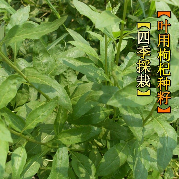 叶用枸杞芽种子菜用枸杞芽菜种苗食用无果枸蔬菜四季盆栽家庭园艺,淘宝优惠券,粉丝福利购,淘宝优惠卷