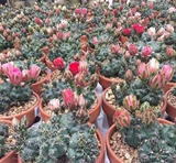 Багровый нефрит супер большую часть мясного растения сказочного шарика в маленький горшечный цвет