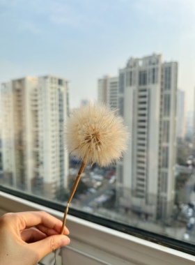 插花蒲公英拍照道具干花单朵