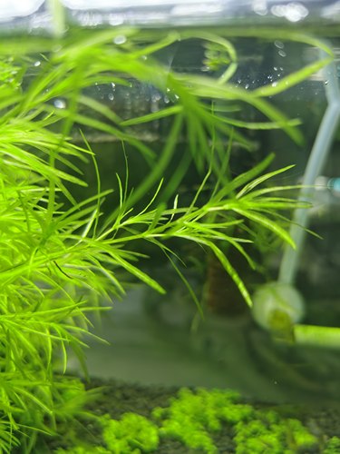 水族箱鱼缸印度小竹节草中后景南美水青竹水草缸新手水草阴性竹子 - 图0