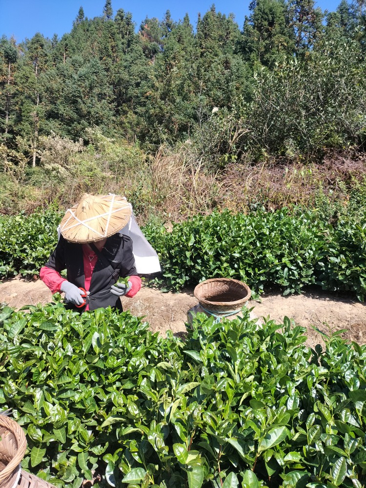 新茶银奖（福茶杯）永春佛手茶清香型100g试喝款乌龙茶类包邮-图2