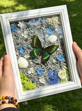 绿带翠凤蝶蝴蝶标本成品装饰画