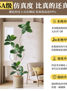仿真绿植黑金刚橡皮树客厅摆件