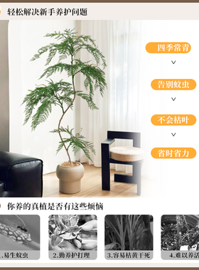 仿真绿植一叶蕨中式禅意仿生植物假树盆栽室内客厅落地装饰摆件