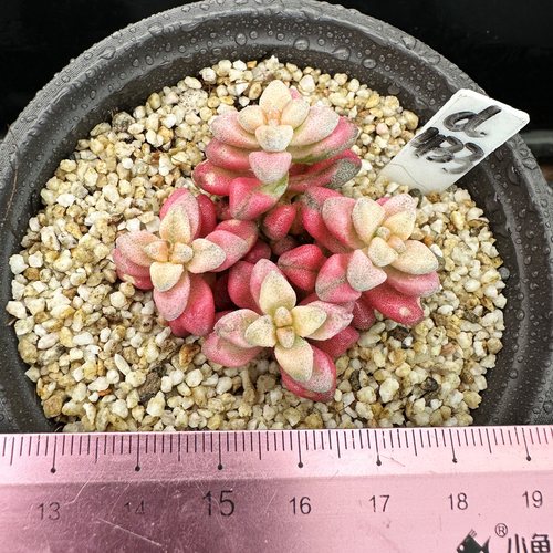 白鹭锦  小型种 可爱多肉植物肉肉盆栽  一物一拍 - 图3