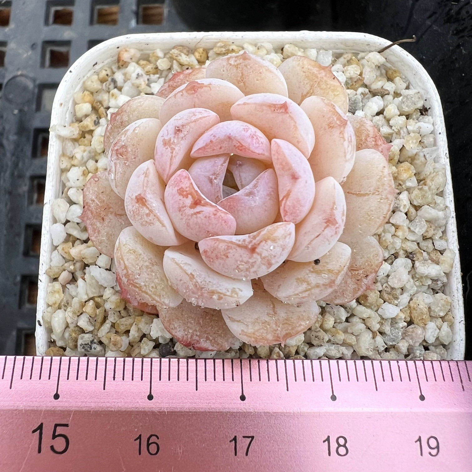 小精品合集  精控小颗肉肉多肉植物小盆栽绿植新手花卉 一物一拍!,淘宝优惠券,粉丝福利购,淘宝优惠卷