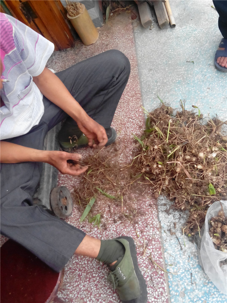 鲜白芨三叉紫花大白及叉叉白芨中药材苗白芨苗可种植-图0