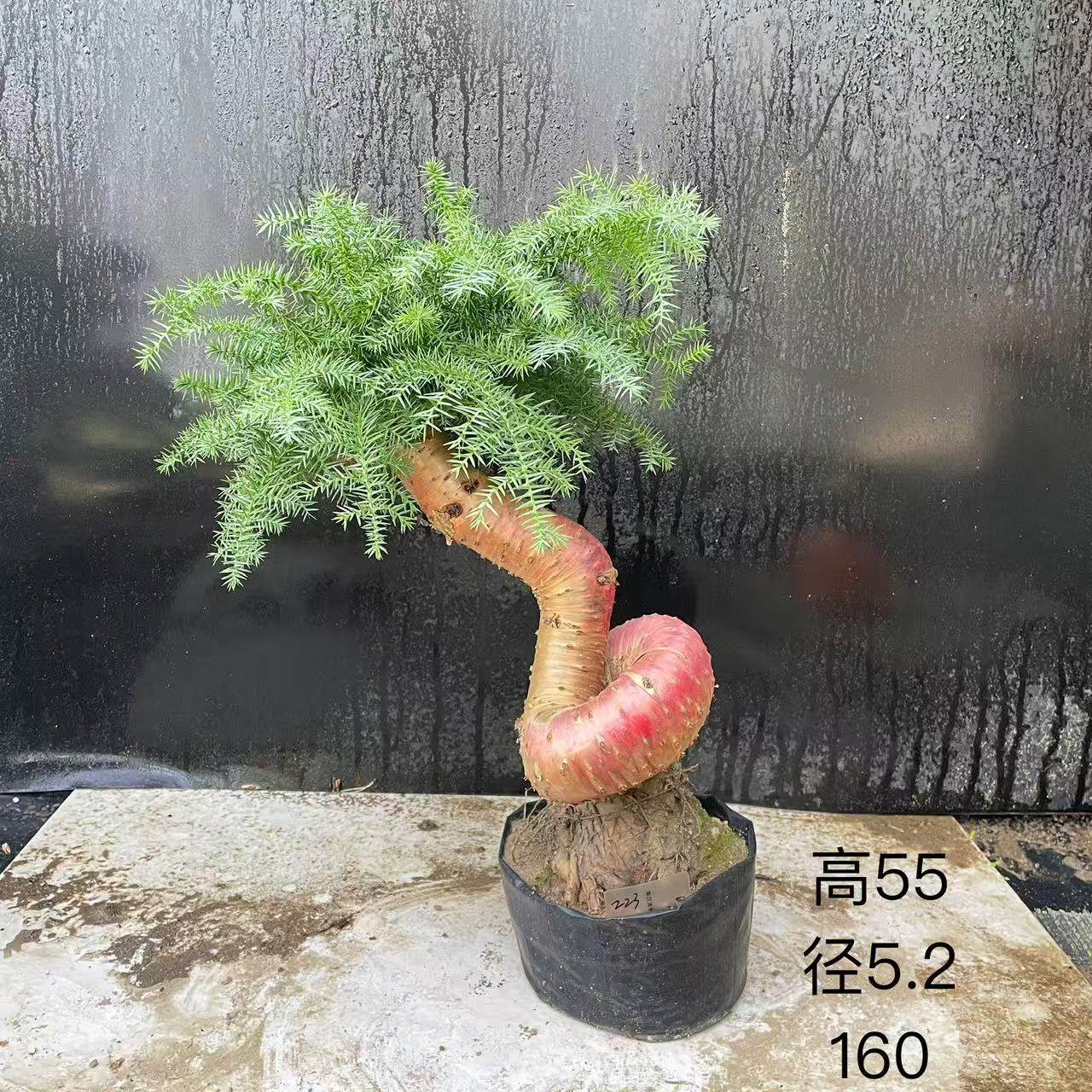 澳洲杉盆景不老松造型提根盆栽澳大利亚杉欧洲杉客厅,淘宝优惠券,粉丝福利购,淘宝优惠卷