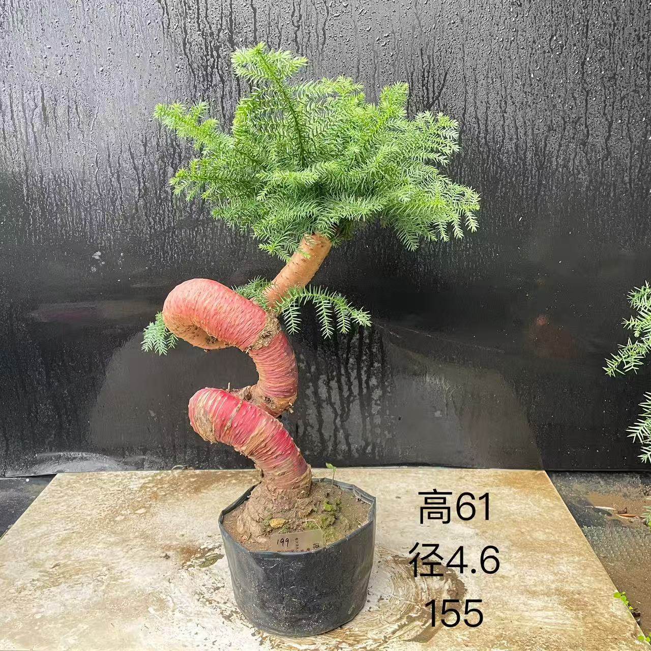 澳洲杉盆景不老松造型提根盆栽澳大利亚杉欧洲杉客厅,淘宝优惠券,粉丝福利购,淘宝优惠卷