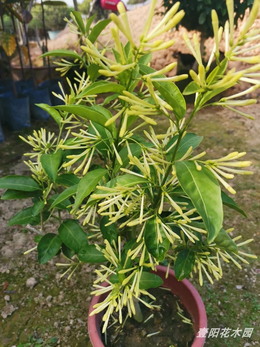 夜来香花苗树苗 九里香夜来香盆栽花卉植物驱蚊花苗浓香四季开花 - 图0