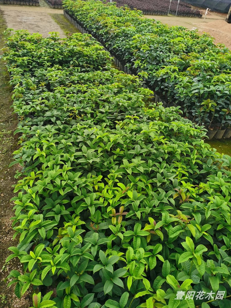 桂花盆栽树苗四季桂花头浓香绿植花卉阳台庭院老桩植物矮株月月桂 - 图2