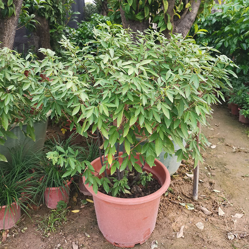 阳台庭院盆栽抹草苗仙草苗潮汕喜事绿植吉祥植物花卉红花带原土盆 - 图3