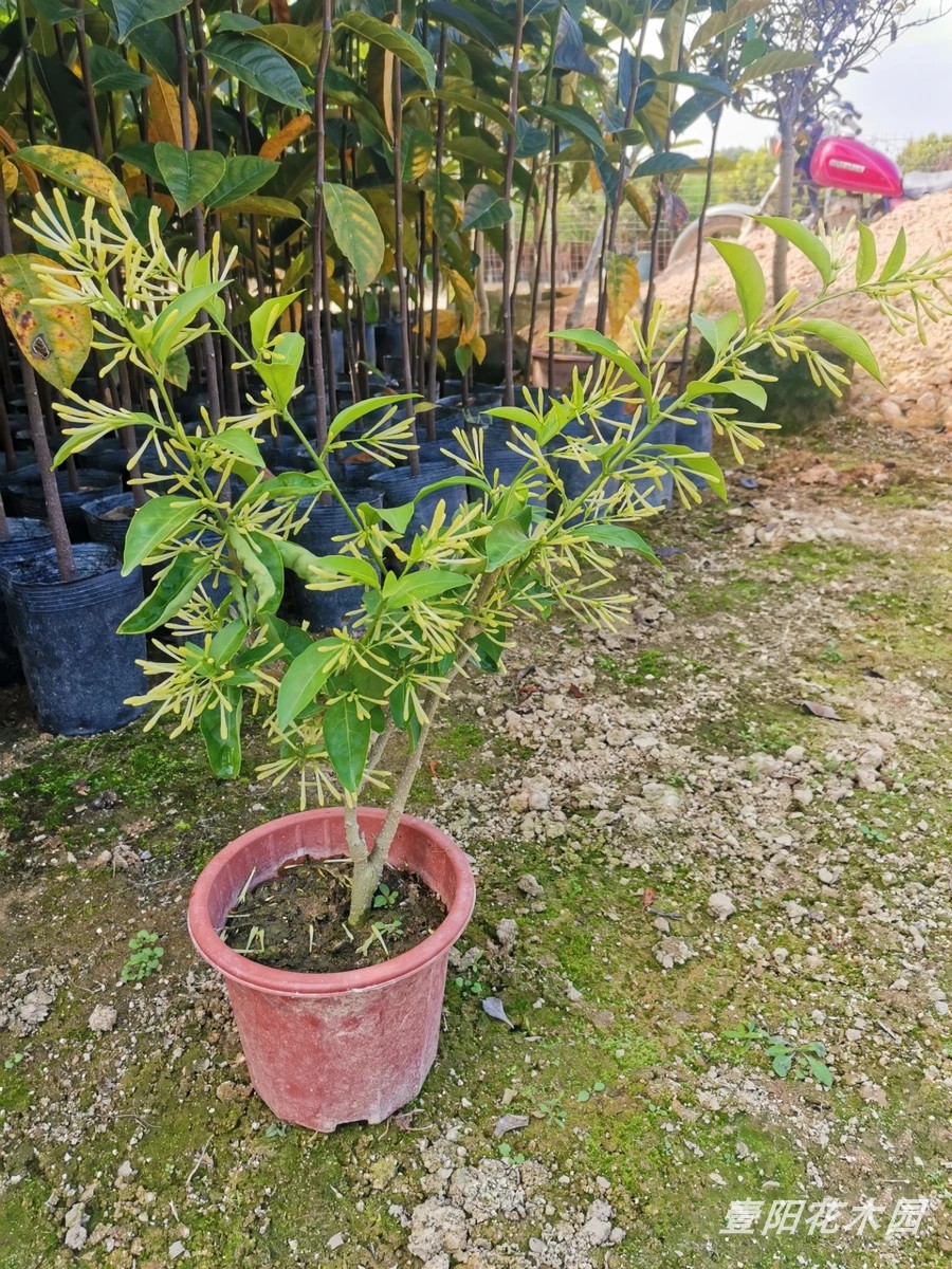 夜来香花苗树苗 九里香夜来香盆栽花卉植物驱蚊花苗浓香四季开花 - 图3