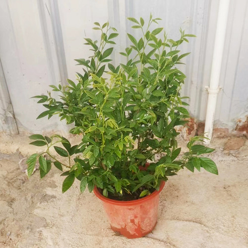 阳台庭院盆栽抹草苗仙草苗潮汕喜事绿植吉祥植物花卉红花带原土盆 - 图0
