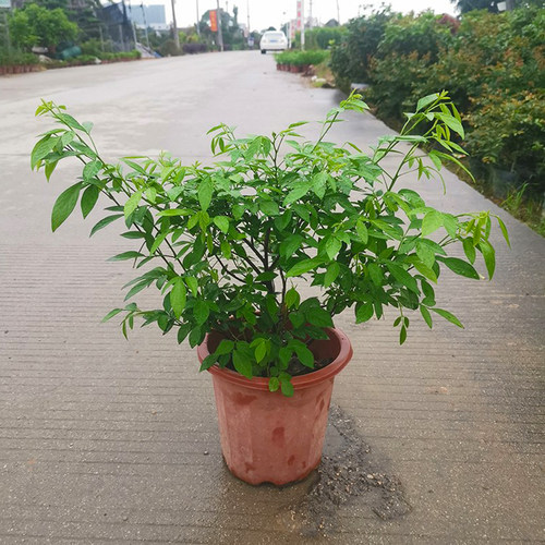 阳台庭院盆栽抹草苗仙草苗潮汕喜事绿植吉祥植物花卉红花带原土盆 - 图1