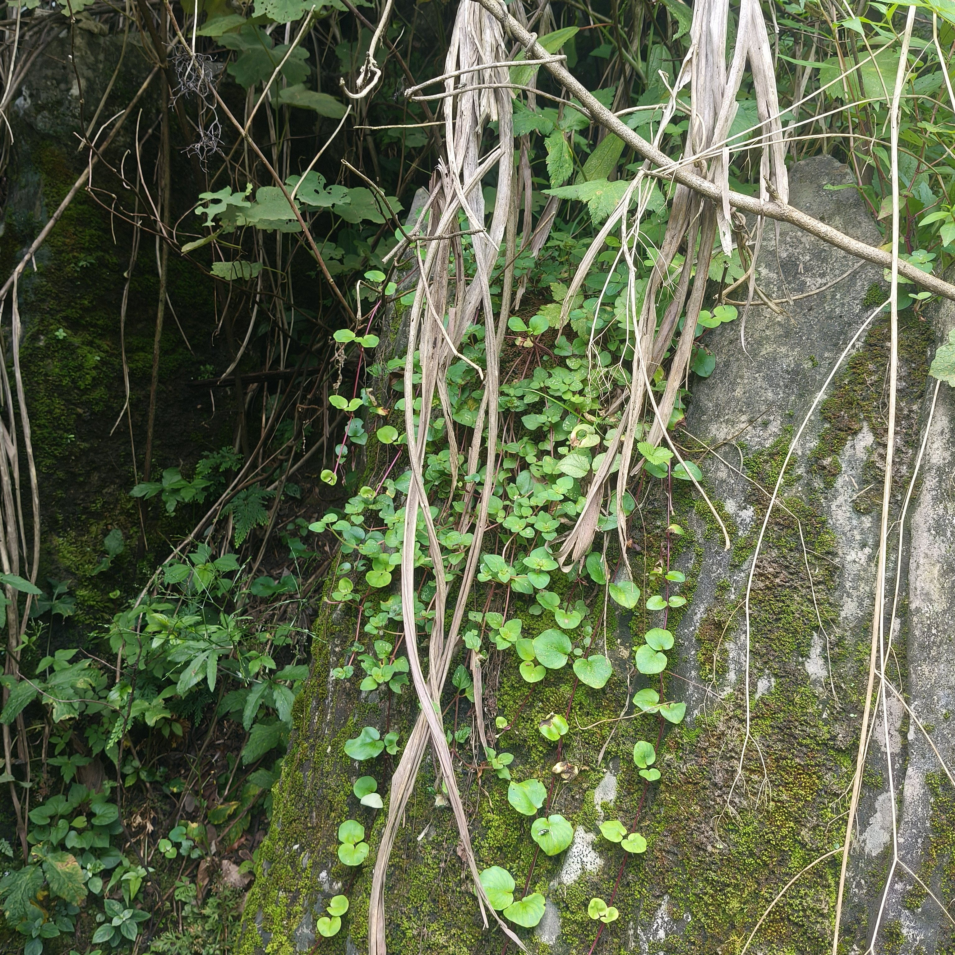 深山原生金钱草晒干原料原生态晾晒无杂质无硫过路黄干货草本清香