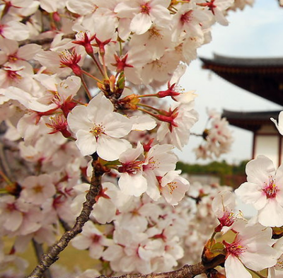 樱花苗樱花树苗日本樱花树苗嫁接早樱晚樱樱花小苗绿化苗当年开花