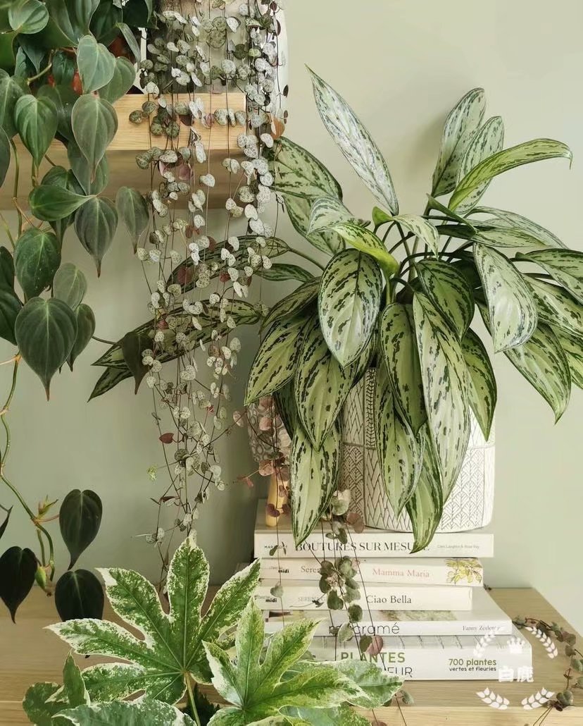 欧美室内网红盆栽银皇后粗肋草Aglaonema commulatum超大盆-图1