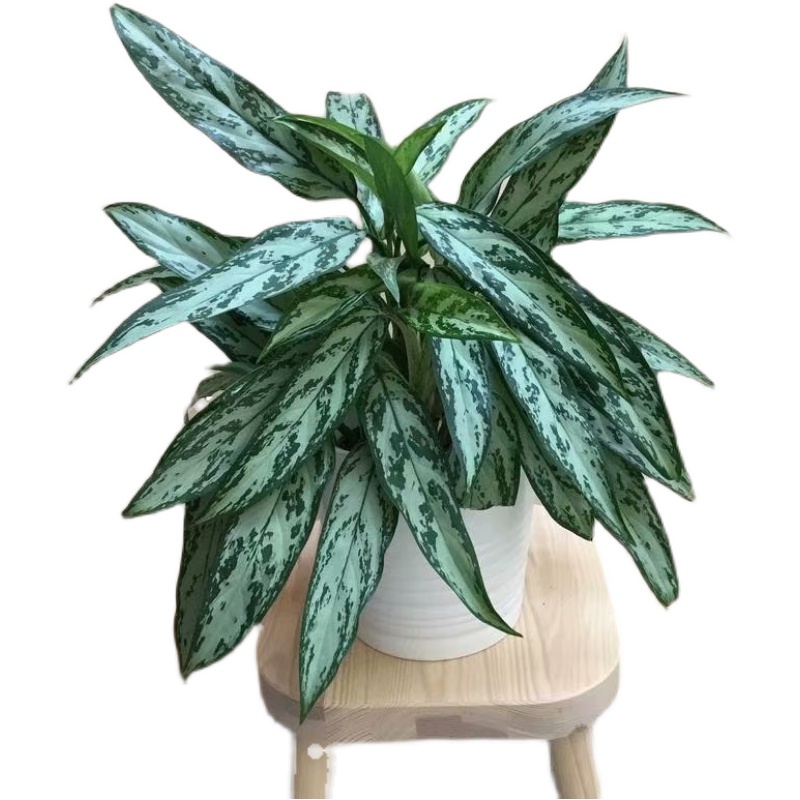 欧美室内网红盆栽银皇后粗肋草Aglaonema commulatum超大盆-图3