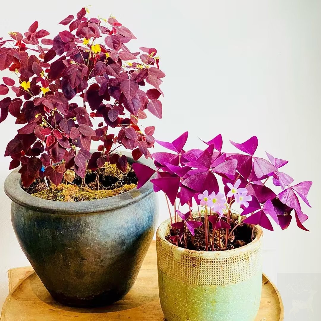 稀有进口木本小灌木草小红枫酢浆草Oxalis hedysaroidesrvbra盆苗-图2