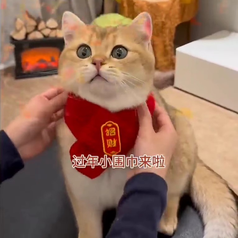 猫咪围脖小狗可爱新品毛线宠物围巾围兜狗狗保暖配饰红色喜庆新年