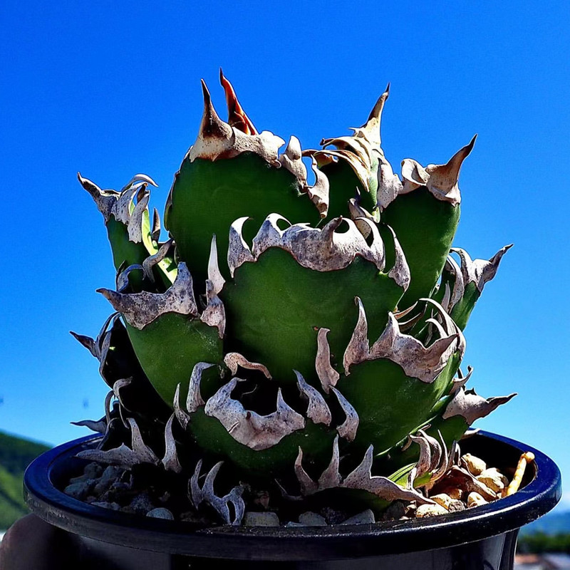 尚野园艺仁王冠红猫一物一拍agave Titanota Cat龙舌兰多肉植物 尚野园艺 淘优券 尚野园艺仁王冠红猫一物一拍agave Titanota Cat龙舌兰多肉植物 尚野园艺 淘优券