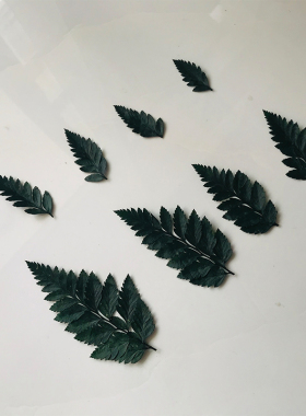 高山羊齿叶永生花DIY干花相框