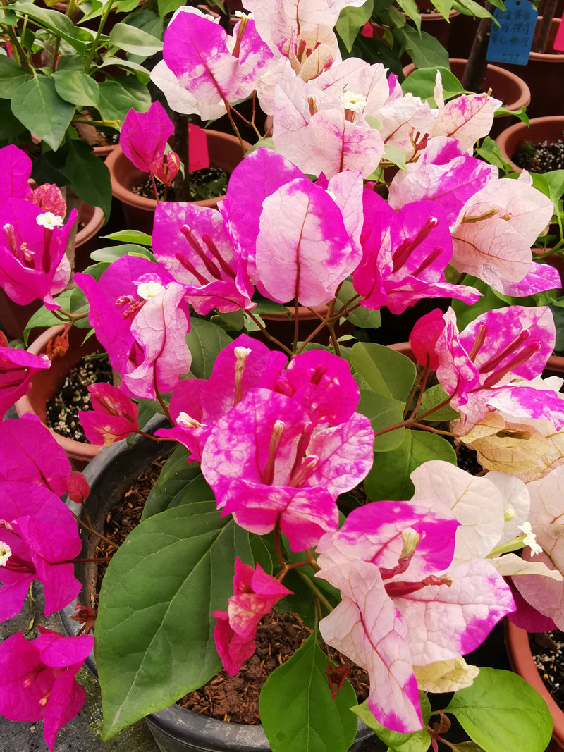 三角梅多品种袋苗包对版包到货鲜活不包后期养护不甜西瓜橙九月,淘宝优惠券,粉丝福利购,淘宝优惠卷