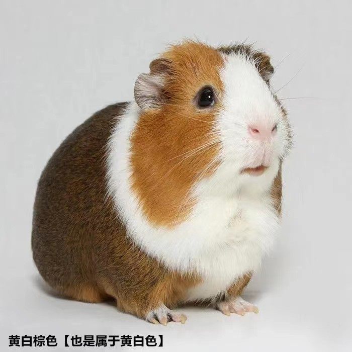 荷兰猪活物带笼豚鼠公仔活体已打疫苗天竺鼠彩豚家养鼠兔家养繁殖,淘宝优惠券,粉丝福利购,淘宝优惠卷