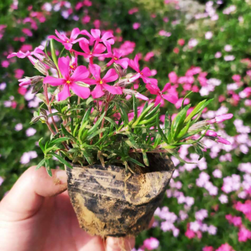 芝樱花丛生福禄考花苗庭院室外花卉绿化春季爆花四季常绿好养容易 - 图3