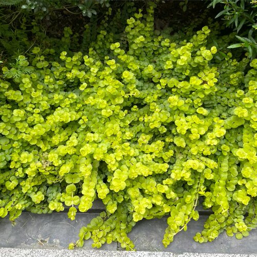 金叶过路黄多年生庭院绿化铺地垂吊植物四季常绿耐寒耐热 - 图2