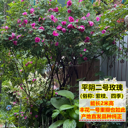 平阴多季玫瑰可食用玫瑰花苗 平阴2号紫枝玫瑰 原生扦插苗地栽苗 - 图2