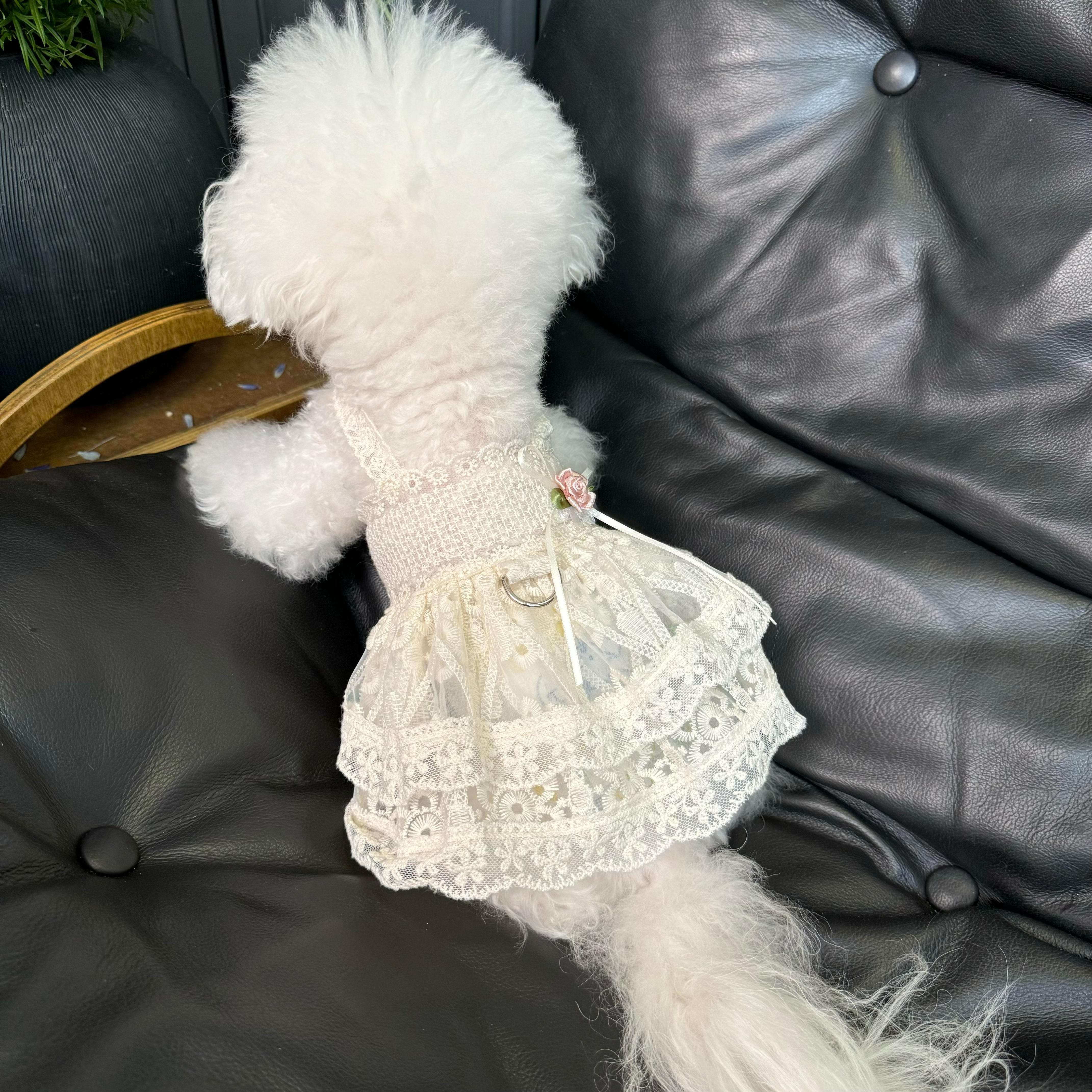 Five Little White Bears Original Pet Clothes Spring and Summer New Lace Princess Dress Dog Cat Wedding Dress Skirt