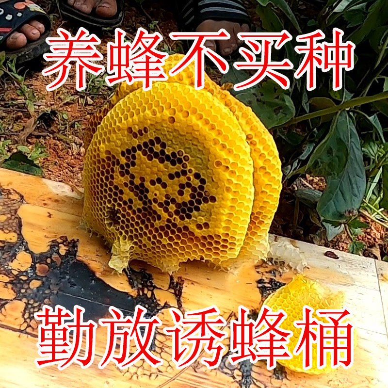 500克诱蜂膏神器蜂蜡诱蜜蜂野外用中土蜂新手养蜂工具神奇招引蜂