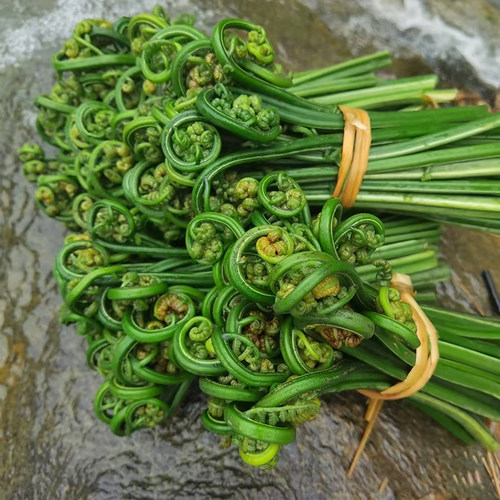蕨菜新鲜江西水蕨菜现摘春天农家鲜厥菜苗龙爪菜猫爪菜撅菜根蔬菜 - 图1