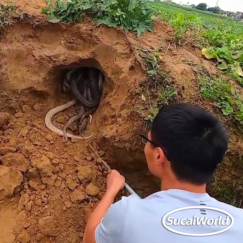 吸引眼球抓蛇高清视频素材短视频素材无人直播卡直播广场影视素材 - 图1