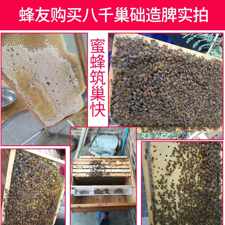 中蜂巢础八千蜜蜂巢础片蜂蜡中峰深房巢皮蜂巢础八千巢础正品35片