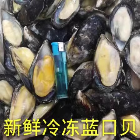 冷冻深海野生新鲜蓝口贝海虹淡菜十斤一箱130个左右近可包邮 - 图2