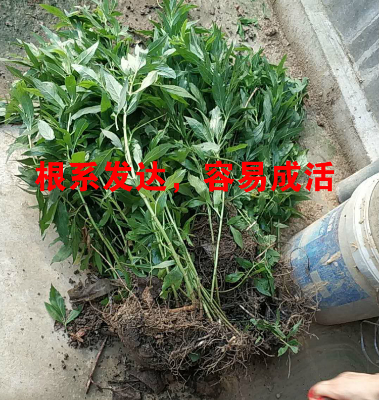 新鲜河南顺香草佩兰省头草兰草香草佩兰大泽枇杷膏中药材草苗带土 - 图1