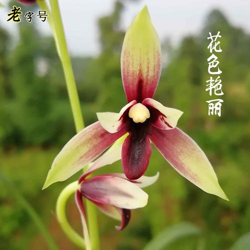 有香味的兰花苗 建兰金尊红颜 四季兰带金边室内阳台花卉盆栽绿植 - 图0