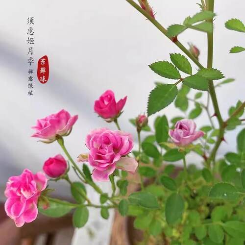 水中美人苔藓球带花小盆栽四季花卉迷你超微月季玫瑰姬月季阳台 - 图0