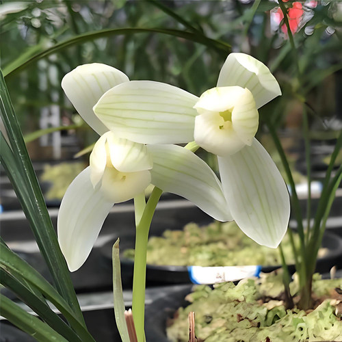 莲瓣兰永怀素兰花盆栽室内外办公室阳台特香绿植花卉精品兰花苗 - 图2
