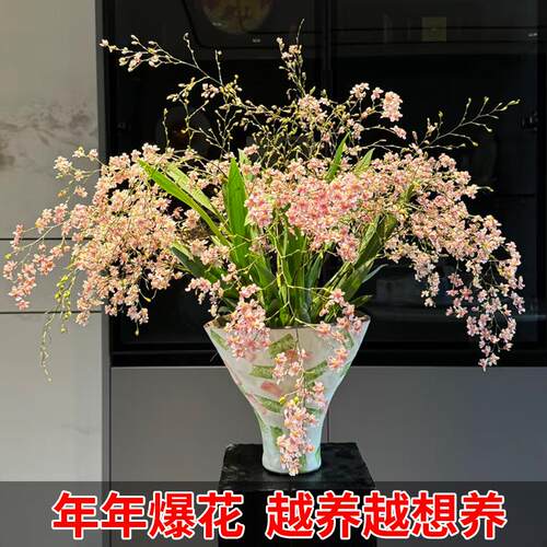 【20苗】香水文心兰盆栽冬带花苞梦香兰精品兰花苗名贵花卉 - 图2