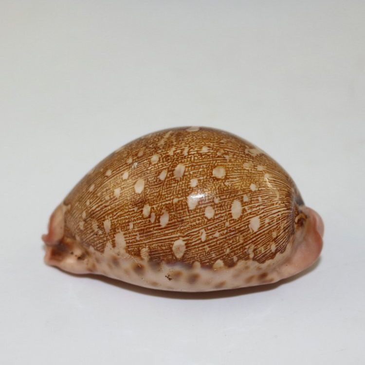 天然海螺贝壳地图宝螺精品收藏级标本螺橱窗设计装饰创意礼物贝壳