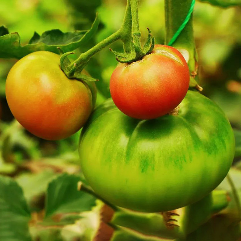 云南有机甜橙西红柿新鲜现摘甜柿子虎眼番茄不打农药,淘宝优惠券,粉丝福利购,淘宝优惠卷