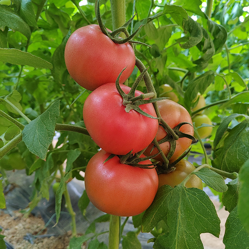 有机粉番茄5斤 新鲜现摘无农药沙瓤多汁炒菜烹饪西红柿发顺丰 - 图0