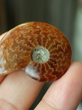 化石天然毛衣链纹理漂亮吊坠