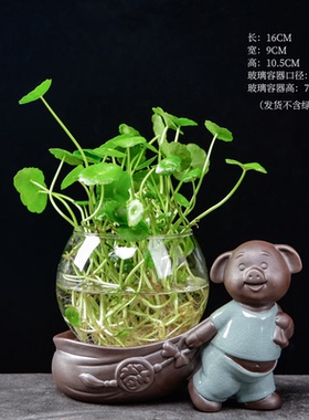透明玻璃水养绿植花瓶容器