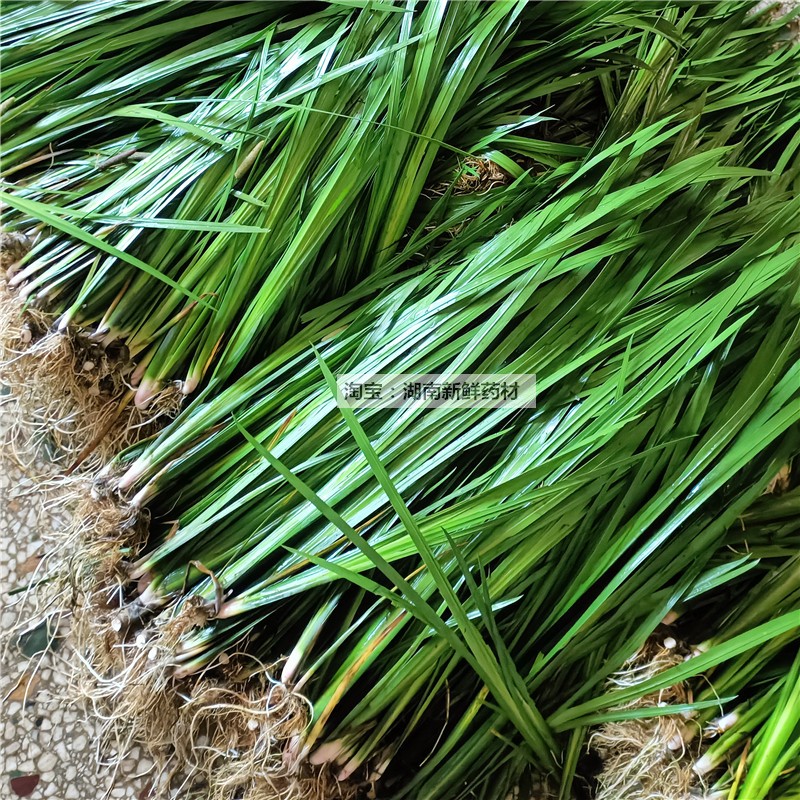 水菖蒲苗室外水生水培植物美人蕉苗端午菖蒲黄菖蒲苗净化水质包邮-图1