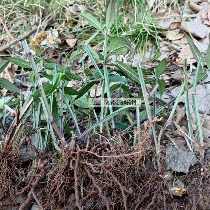 现挖茜草苗 新鲜茜草药材 血见愁 蒨草 红根草苗茜草苗天然染料 - 图1